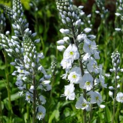 Veronica gentianoides