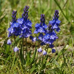 Veronica prostrata