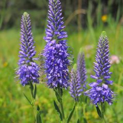 Veronica spicata