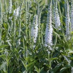 Veronica spicata ‘Alba’