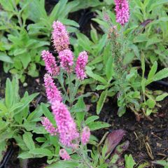 Veronica spicata ‘Heidekind’