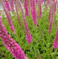 Veronica spicata ‘Rotfuchs’