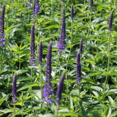 Veronica ssp. incana