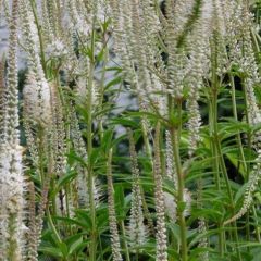 Veronicastrum virginicum ‘Album’