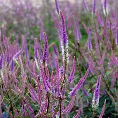 Veronicastrum virginicum ‘Fascination’