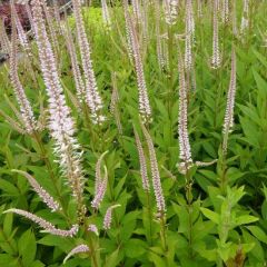 Veronicastrum virginicum ‘Pink Glow’