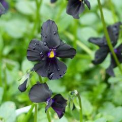 Viola cornuta ‘Molly Sanderson’