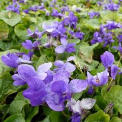 Viola odorata 'Koningin Charlotte'