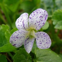 Viola sororia ‘Freckles’