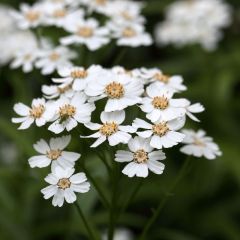 Achillea ptarmica