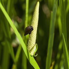 Acorus calamus