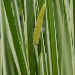 Acorus calamus 'Variegatus'