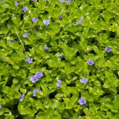 Bacopa caroliniana