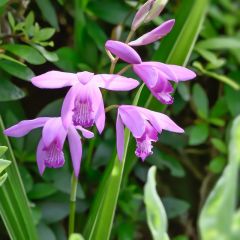 Bletilla striata