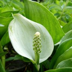 Calla palustris