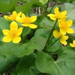 Caltha palustris