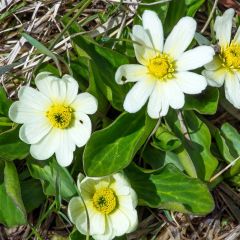 Caltha palustris ‘Alba’