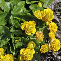 Caltha palustris ‘Multiplex’