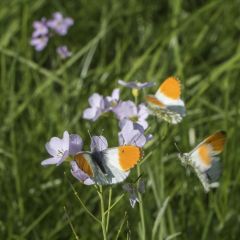 Cardamine pratensis