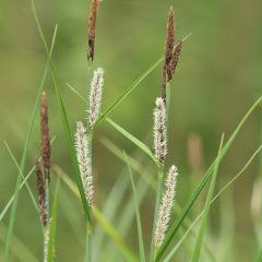 Carex acutiformis