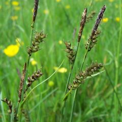 Carex panicea