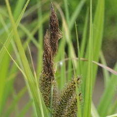 Carex riparia