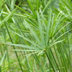 Cyperus alternifolius