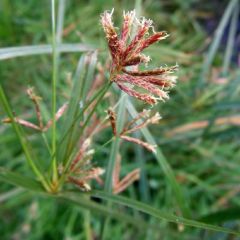 Cyperus longus