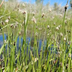 Eleocharis palustris