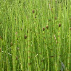 Equisetum fluviatile