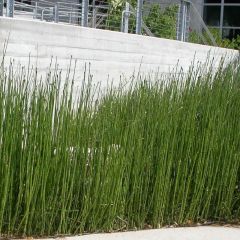 Equisetum hyemale