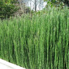 Equisetum japonicum