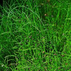 Equisetum scirpoides