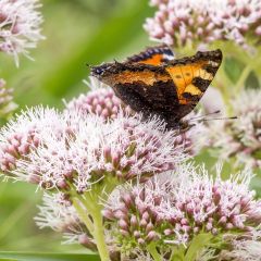 Eupatorium cannabinum