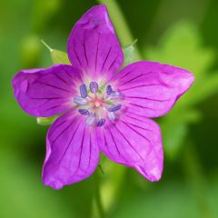 Geranium palustre