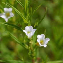 Gratiola officinalis