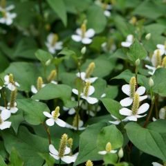 Houttuynia cordata