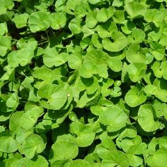 Hydrocotyle vulgaris