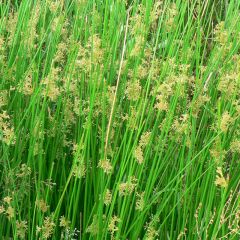 Juncus effusus