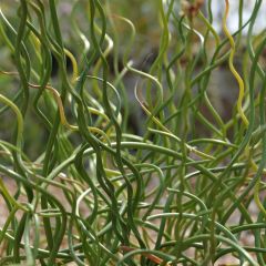 Juncus effusus ‘Spiralis’