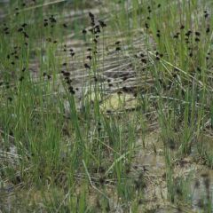 Juncus ensifolius