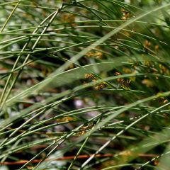 Juncus inflexus (Juncus glaucus)