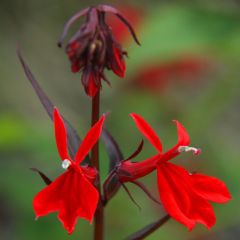 Lobelia ‘Queen Victoria’