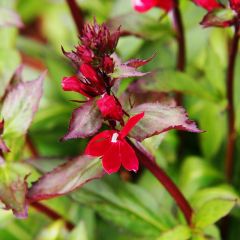 Lobelia cardinalis