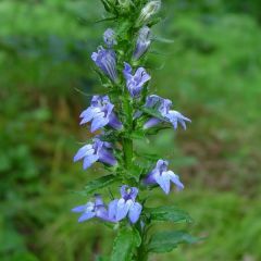 Lobelia siphilitica