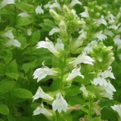 Lobelia siphilitica ‘Alba’