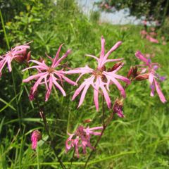 Lychnis flos - cuculi