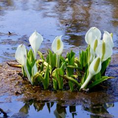 Lysichiton camtschatcensis