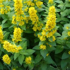 Lysimachia thyrsiflora