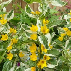 Lysimachia Thyrsiflora 'Variegata'